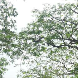 Manchmal wäre man gern ein Faultier