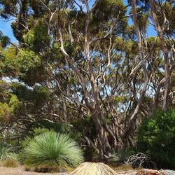 Grasbaum (vorne), wächst nur 0,8 bis max. 6 cm/Jahr
