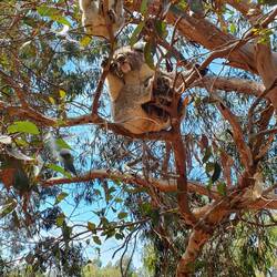 Koala mit Zwillingen