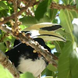 Nashornvogel Zazu🦏🐦