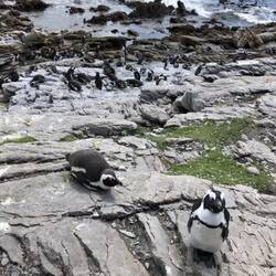 Pinguine in Betties Bay