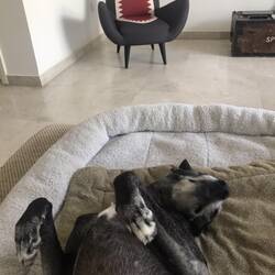 Pebbles, unser Haus-Hund