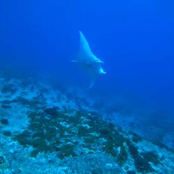 Mantarochen im Vorbeiflug