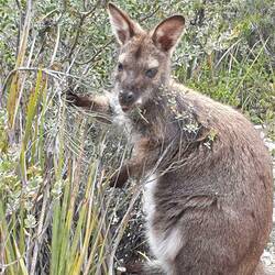 Cooles Wallaby