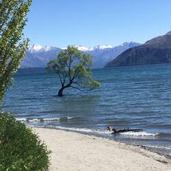 Tree in the lake