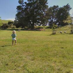 Die Schafe sagen tschüß