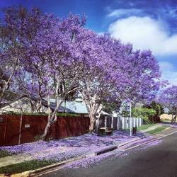 Jacaranda looking good