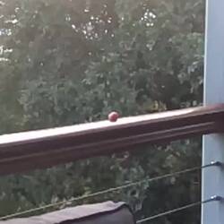 Feeding the kukaburra