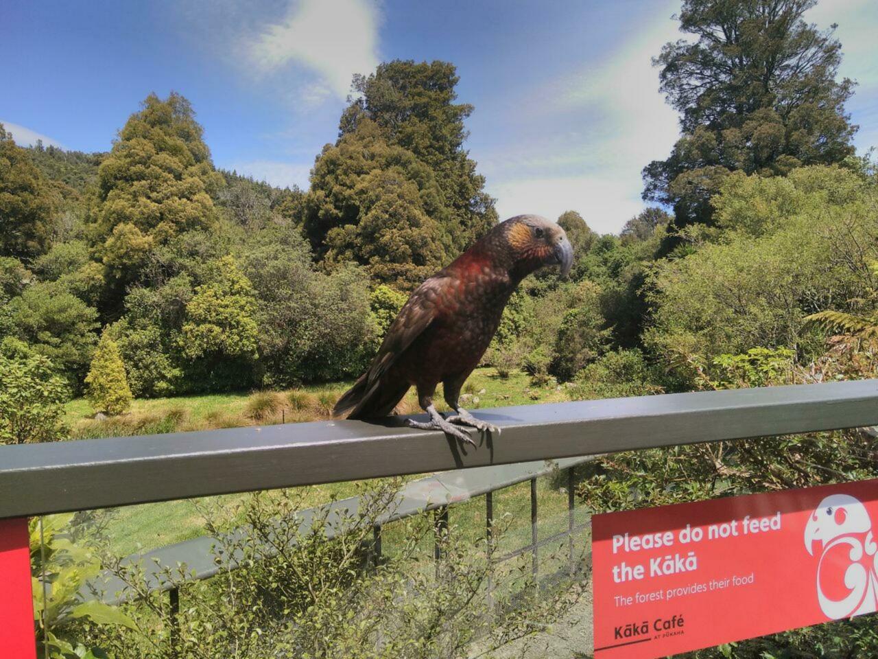 Ein Kaka im Kaka Café
