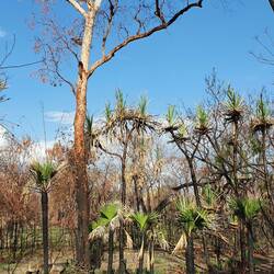 Neues Grün nach dem kürzlichen Brand