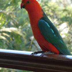 Mr King Parrot