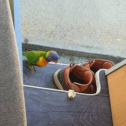 Lori kommt zum Frühstücken