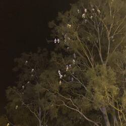 All the. Cockatoos asleep ... until 04:00