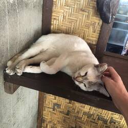 Chi chi, die Katze unseres Hotelbesitzers auf Gili Meno