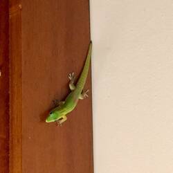 Fridolin - unser Hausgecko