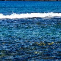 Die gelben Flecke sind Fische 😍