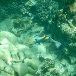 Ein Humuhumunukunkuapoa'a 🥰