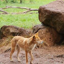 Dingo