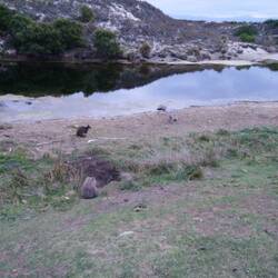 Känguru, wombat, Gänse
