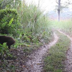 Not a tiger, but a tiger breakfast.