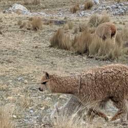 Alpaca