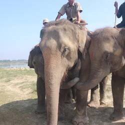 How elephants show affection.