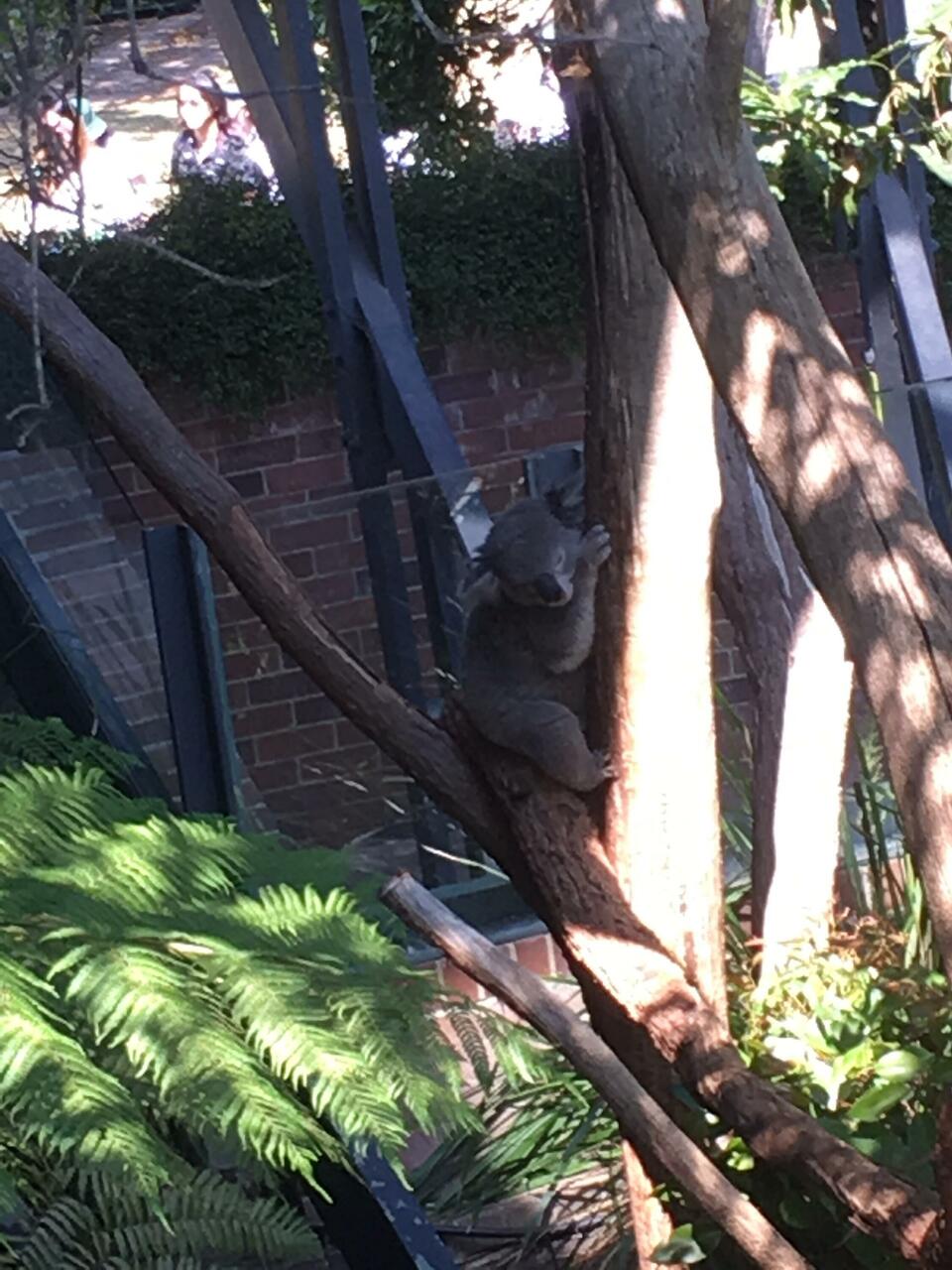 Koala
