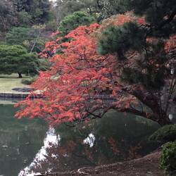 Rikugien-Garten