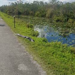 Alligator am Wegesrand