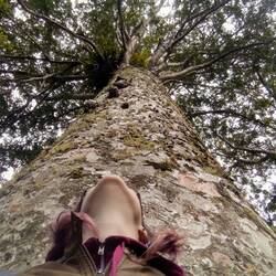 Riesiger Kauri Tree auf dem Waiau Kauri Grove