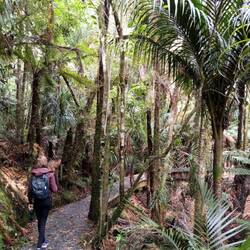 Ab in den Dschungel!