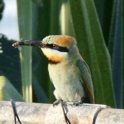 A little Rainbow Bee Eater - but had an insect in his mouth