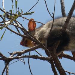 Possum