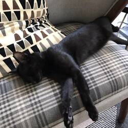 Die süße Hostel Katze