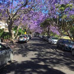 Jacarandra trees in the Sydney suburbs