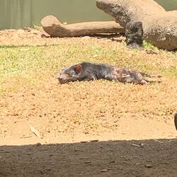 Tasmanian Devil