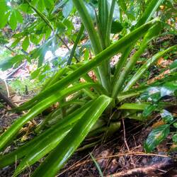 So wachsen übrigens Ananas! Eine pro Pflanze & bis zu 3 Jahre Waschtumszeit! 😮