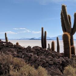 It's pretty much just rocks & cactus. But it's so weirdly out of place