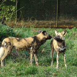 Afrikanischer Jagdhund