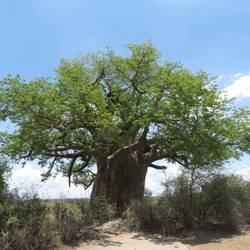 ca. 1500 Jahre alter Baobab