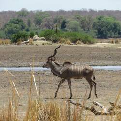 Gab's gestern als Roulade