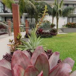 Hotelgarten in Port Macquarie
