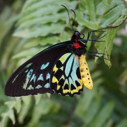 Cairns Birdwing