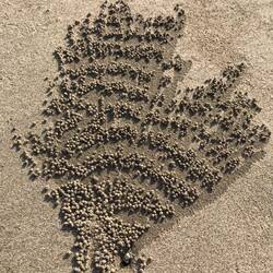 Ein Krebs an seinem Bau 😉