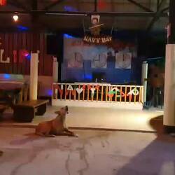 Karaoke 😅🐕