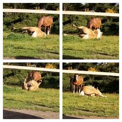 "Yeah Sie ist weg, erstmal wälzen!!" 😁