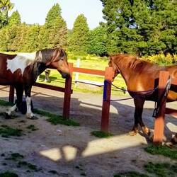 "Hi, I am a wild horse, who are you?"