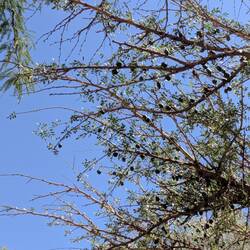 And lots of olive trees