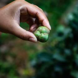 Frucht der Teepflanze