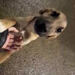 Nala , Frodo (Links) und Pepsi